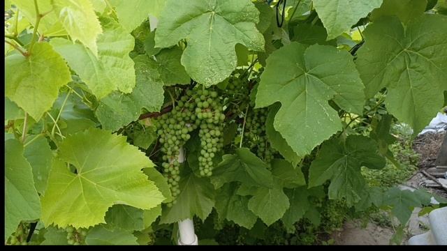 Самый устойчивый и вкусный виноград кишмиш Юпитер в Волгоградской области 24.06.2025 год.