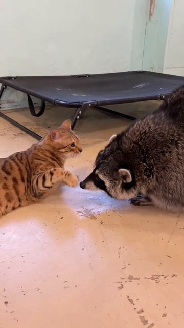 ЕНОТ 🦝