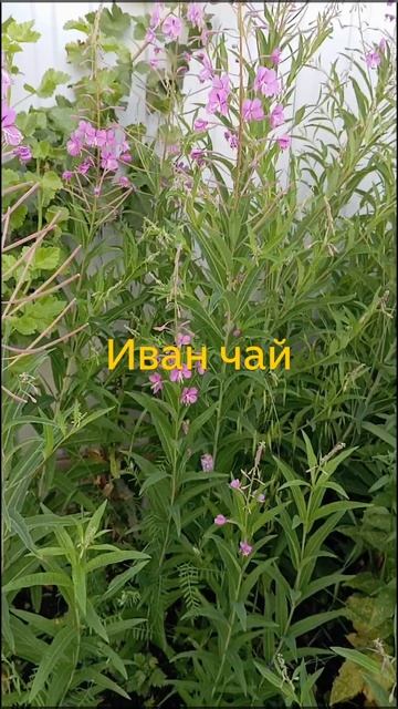 Иван чай из моего сада.