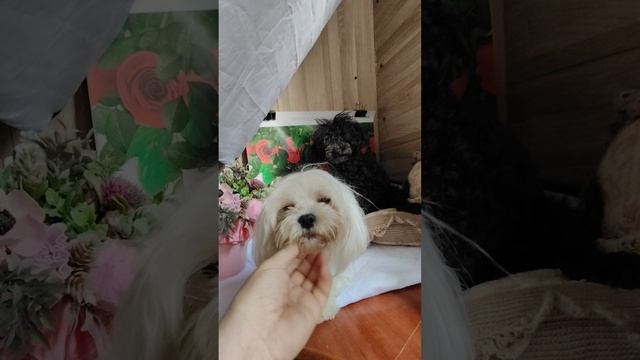 +79672457073  оларода мальтипу мини беби фейс 2 мес