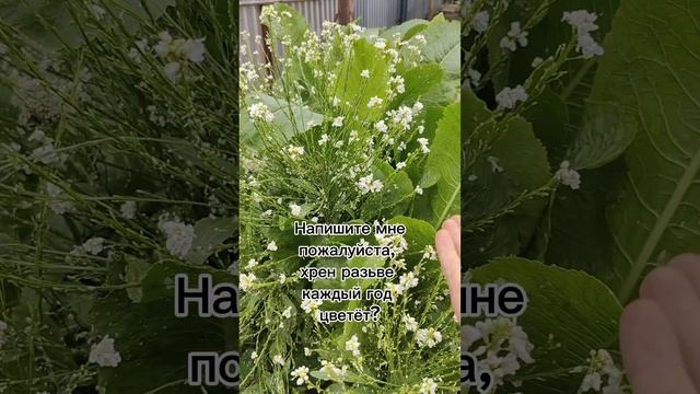 А вы ЗНАЛИ что ХРЕН цветёт?😊 Видели такое чудо?🤔🔥