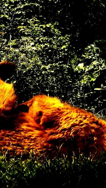 Камера сняла, как это произошло