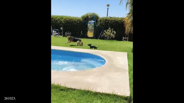 Немецкие овчарки - это переодетые комедианты!