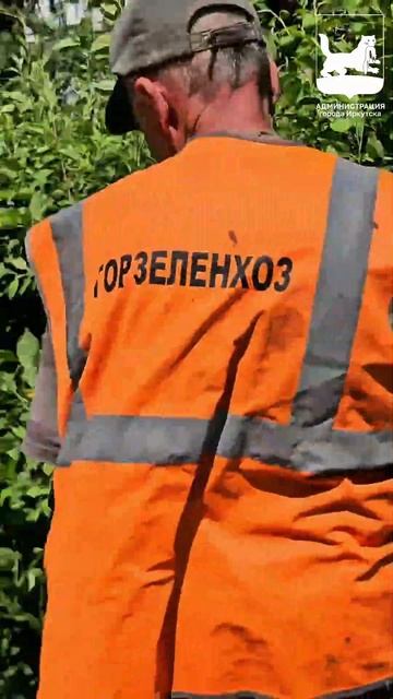 Сотрудники «Горзеленхоза» провели формовочную обрезку кустарников