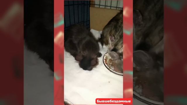 Бывшебездомные в Приюте. 
СЧАСТЛИВЫ! Живы.