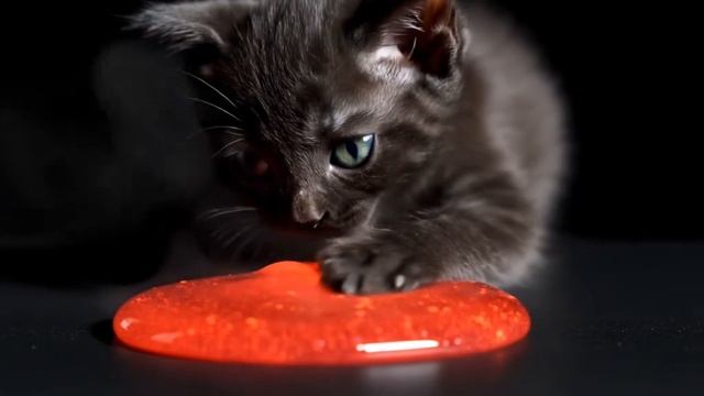 котенок против лавы
