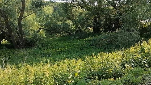 25.06.2025.Усадьба Парк Кино Ляхово. Парк Кошек.Домодедово. Обзор проделанных работ.Московская облас