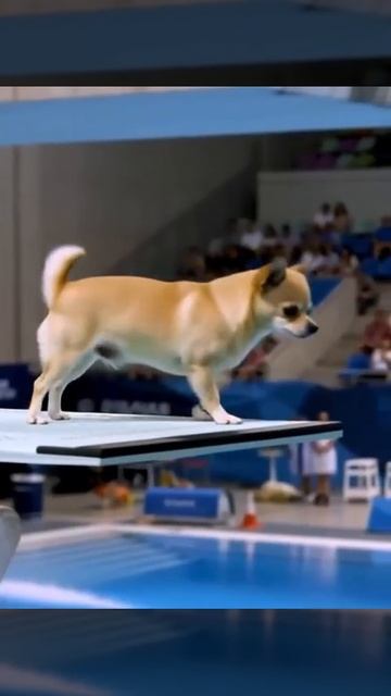 Собаки - спортсмены 👍🐶😉🥰