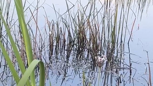 Рыба шевелит кусты. Видимо нерест.
