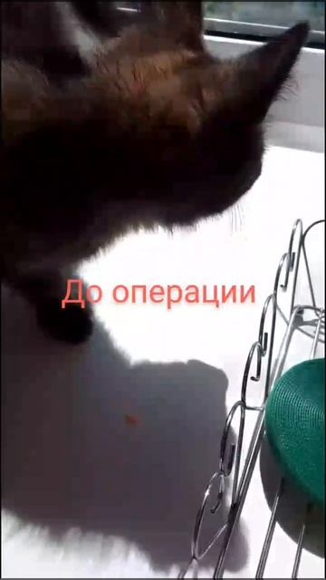 ОСТАЛОСЬ СОБРАТЬ 5690 РУБЛЕЙ ДЛЯ БУСИНКИ