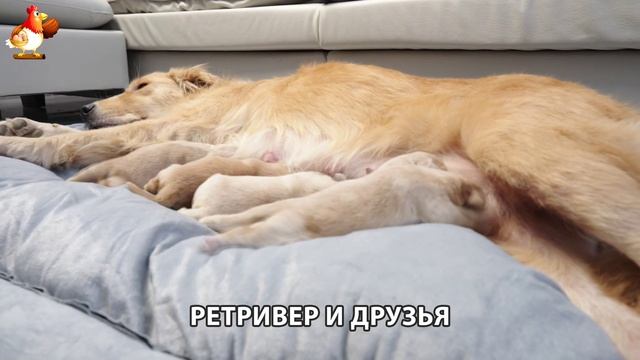 Золотистый ретривер и его друзья милые питомцы 🐕 выпуск (129)