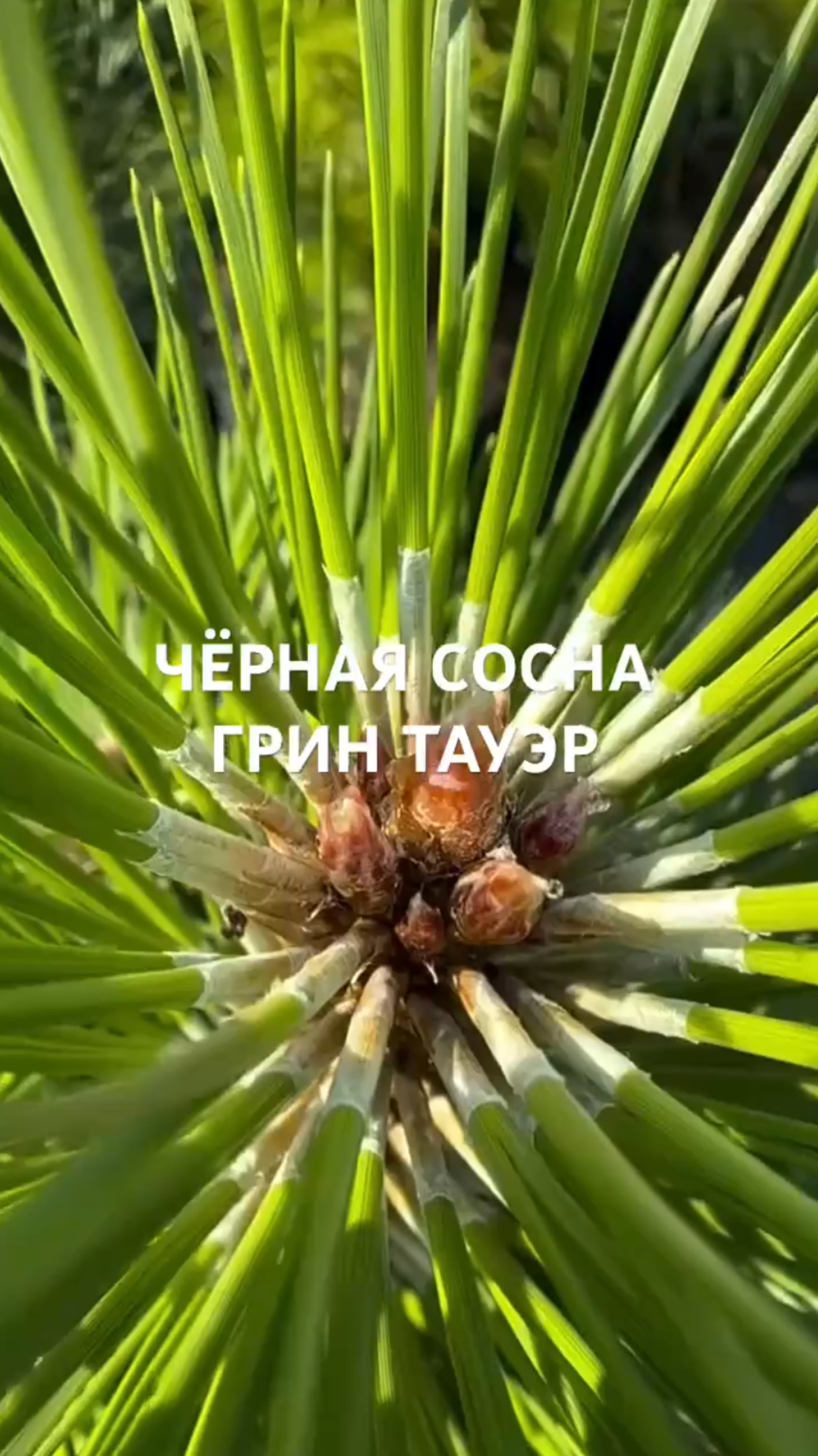 ЧЁРНАЯ СОСНА ГРИН ТАУЭР (GREEN TOWER)