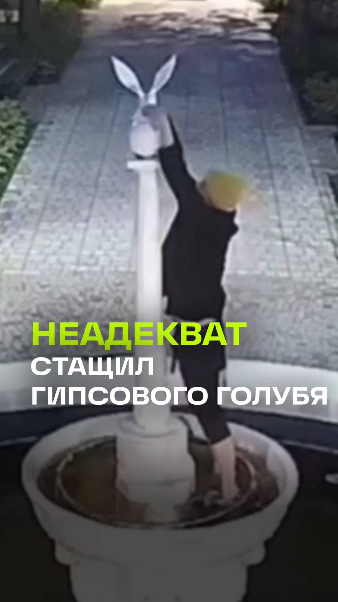 Желтоголовый похититель голубей в Дубне