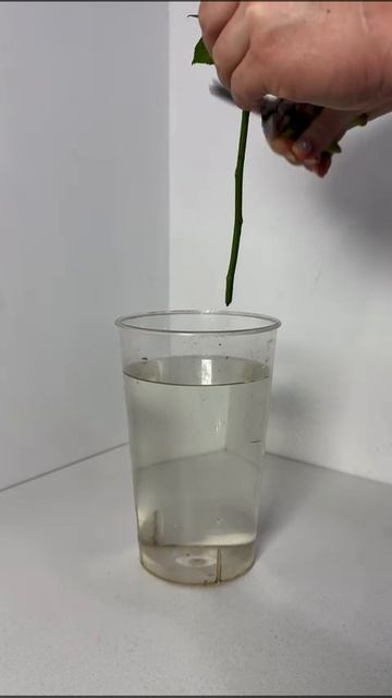 Розы
