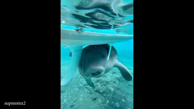 Самые смешные видео С ЖИВОТНЫМИ 2025 Года, Которые заставят Вас Смеяться до слез  1