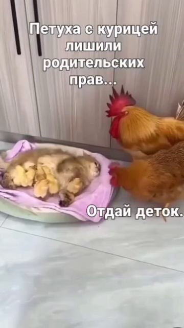 VID_20250625_050932_468.mp4