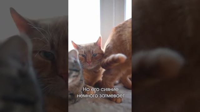 парад кошек #shorts