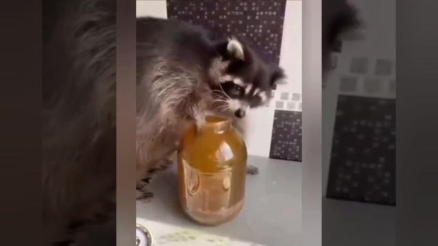 домашние животные бывают такими не предсказуемыми !