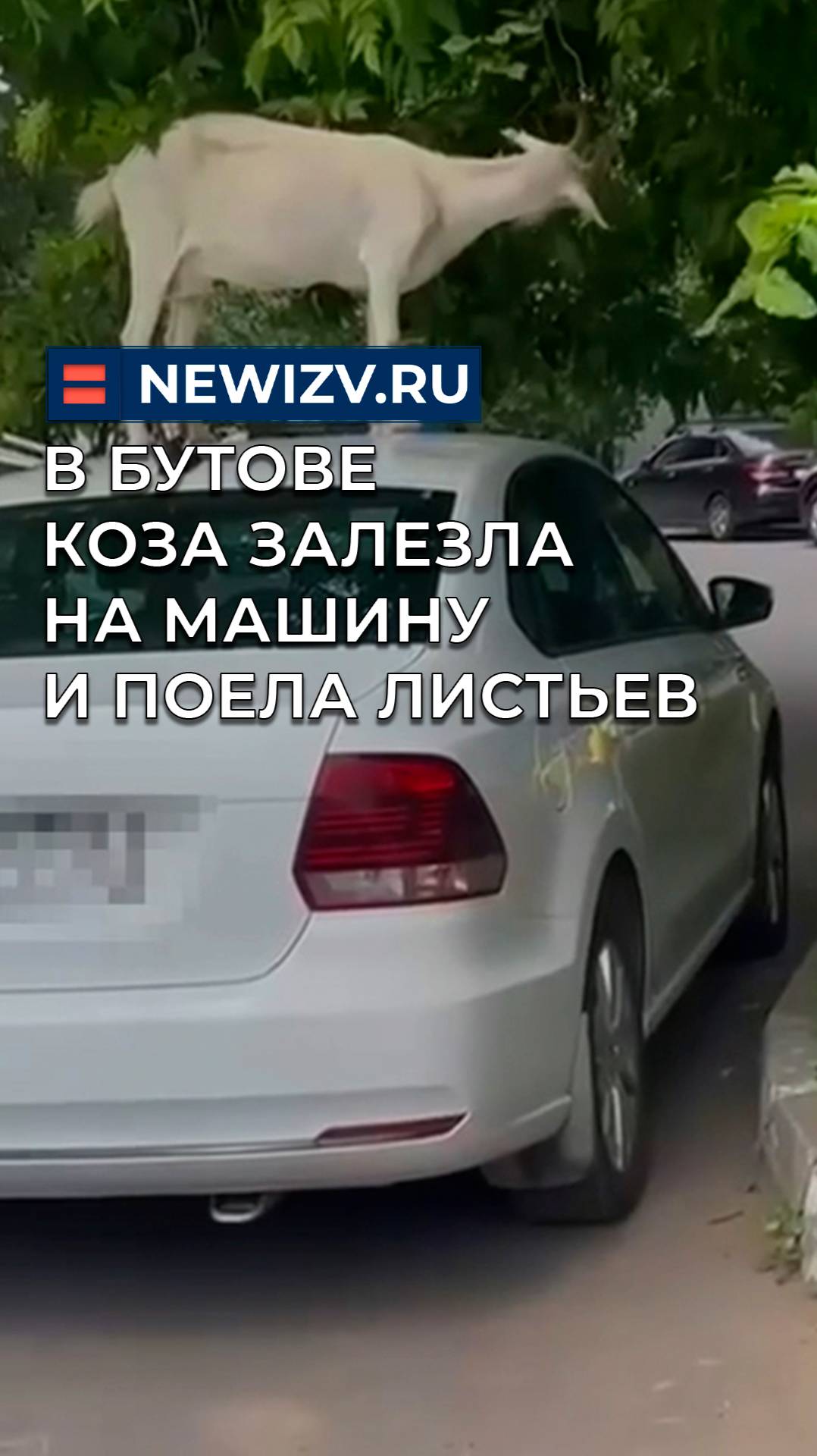В Бутове коза залезла на машину и поела листьев
