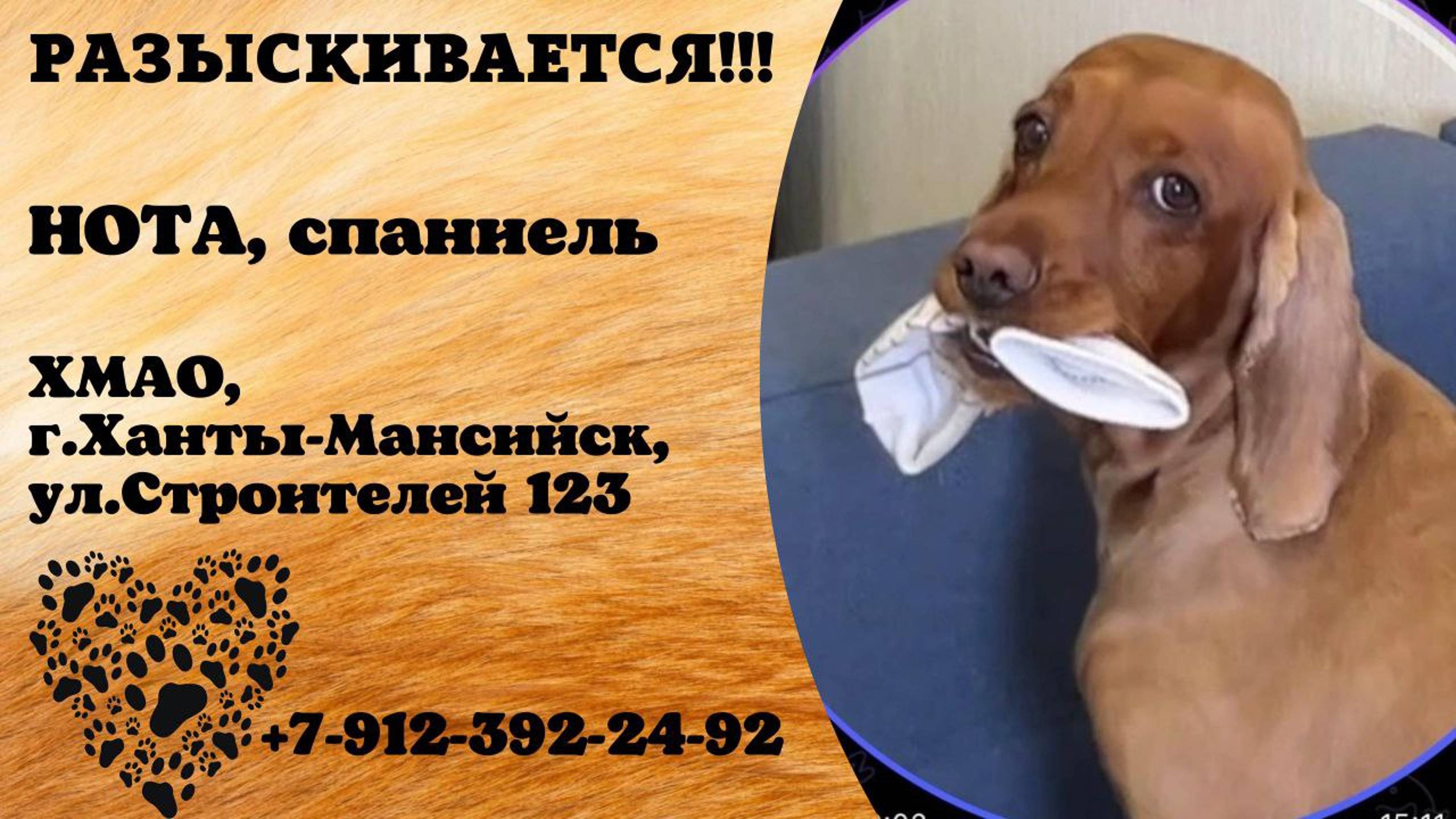 Пропала собака! НОТА. Спаниель. ХМАО. г. Ханты-Мансийск