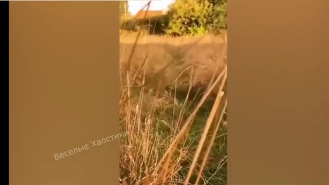 смеялсы 1 час