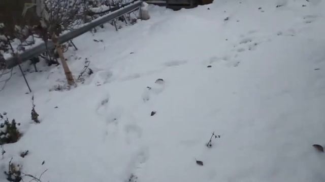 На даче 2 ноября 2018