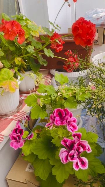 На балконе всё цветёт 🌸🌺🌼