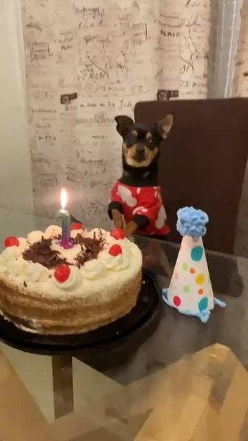 У пёселя днюха!Поздравляем !🐶🎉🎂🤩🥰