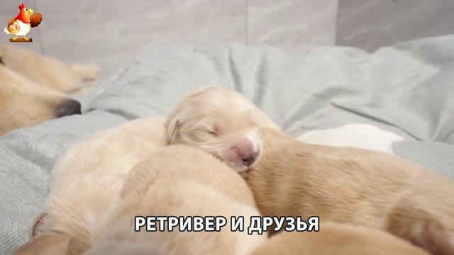 Золотистый ретривер и его друзья милые питомцы 🐕 выпуск (130)