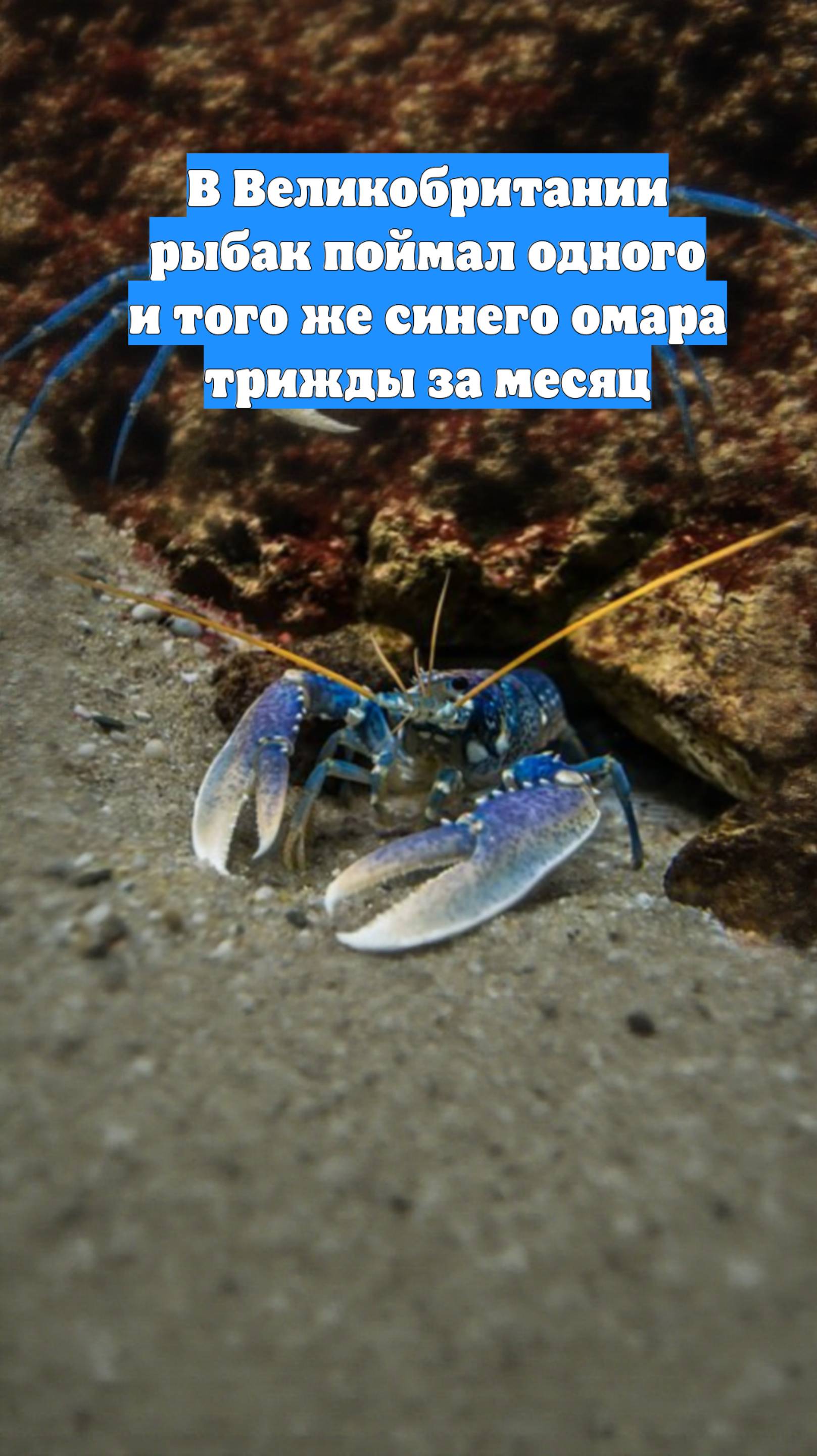 В Великобритании рыбак поймал одного и того же синего омара трижды за месяц