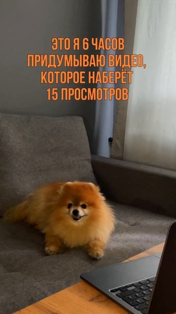 Это я 6 часов продумываю видео, которое наберёт 15 просмотров #reels #top #shorts #шпиц #pomeranian