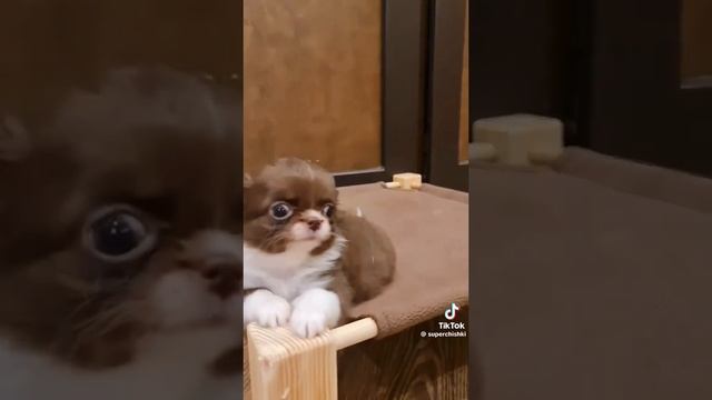 🐶🫶🐕