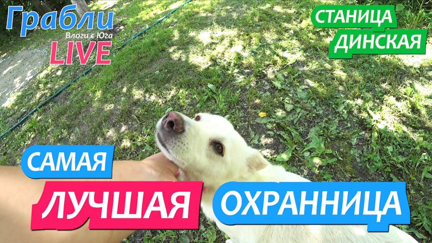 943 серия 24.06.25 Хорошо что в доме есть собака/ Жизнь в станице Динская после переезда на Юг
