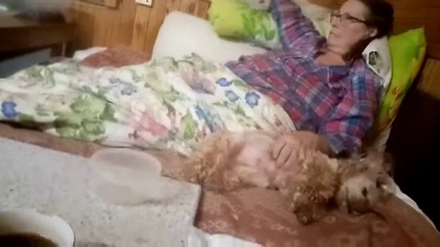 Алёся между котом и пёсом