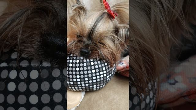 Фросечка и новая игрушка.
