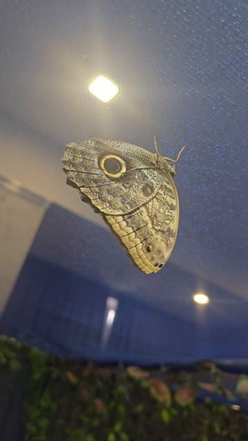 #бабочки #reels #short #shorts #margo #shortvideo #shortsvideo #insects #butterfly #beauty #happy