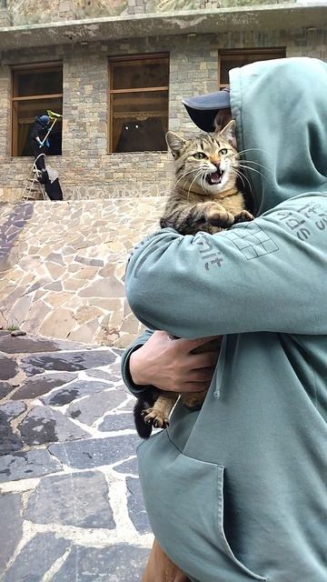 кошка отдых не любит на руках