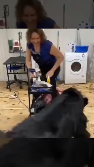От любви никуда не уйти 🐶😍🥰😉🤩