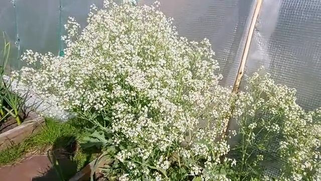Катран- аналог хрена Подкормки чеснока Часть 2