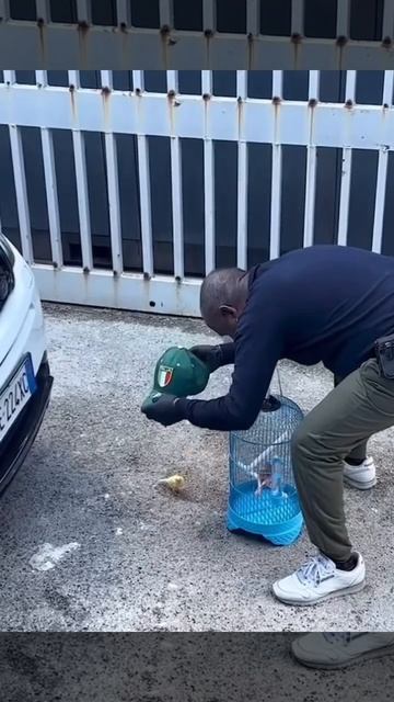 Как поймать попугая
