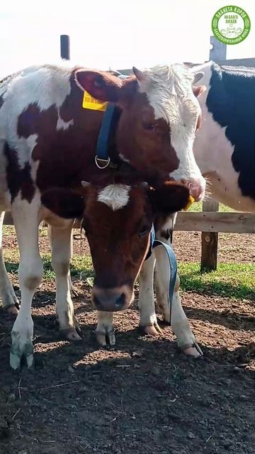 🐄✨ Молодёжь Планеты коров, такие милые и забавные телята! 💚