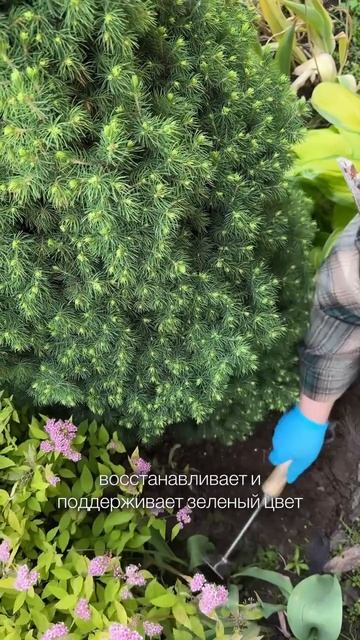 Как ухаживать за хвойными в саду #хвойные #shorts #магний