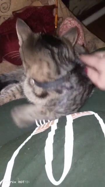 #любимица #безкотаижизньнета
