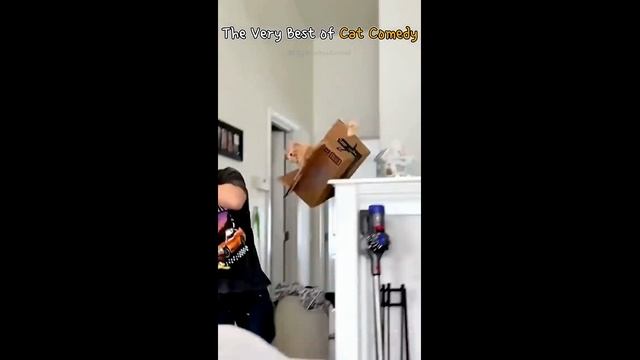 Смешные котики - часть 15