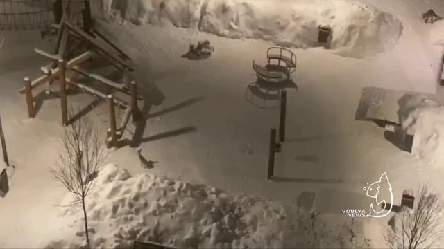 лисица ведет охоту на зайца