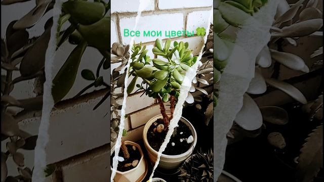 Мои растения