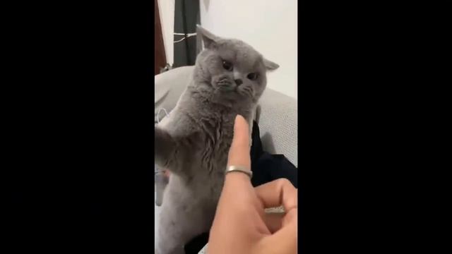 Приколы С Животными 133