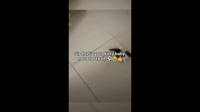 Смешные котики - часть 25
