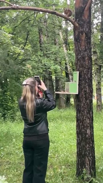 Голубь захотел быть в кадре #земнойирий #природа #парк #белочка #белка #голубь