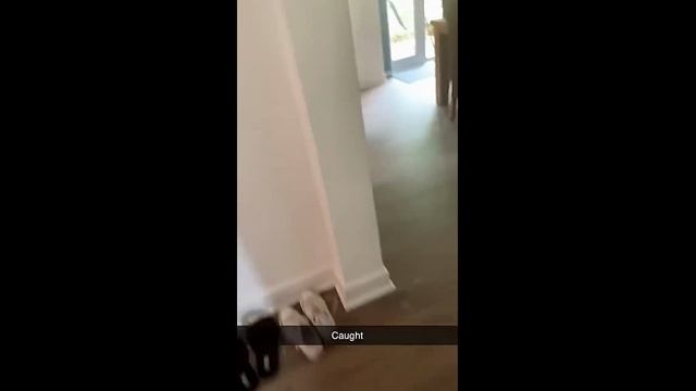 Смешные котики - часть 13